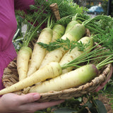 500 Seeds Per Pack Carrot Seeds - 9 Colors Available