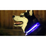 Safety Pet Collar With LED And Printed Design By Project Pet Lovers Club