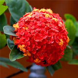 20 Seeds Per Pack Hydrangea Flower Seeds - 5 Colors Available