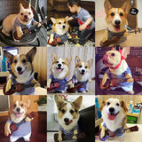 *Hot! Funny Rockstar With Guitar Costume For Dogs and Cats