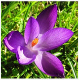 20 Seeds Per Pack - Saffron Crocus Seeds
