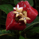 40 Seeds Per pack - Psychotria Elata / "Hooker's Lips"