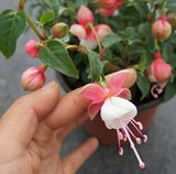 40 Seeds Per Pack - Fuchsia Seed Pods